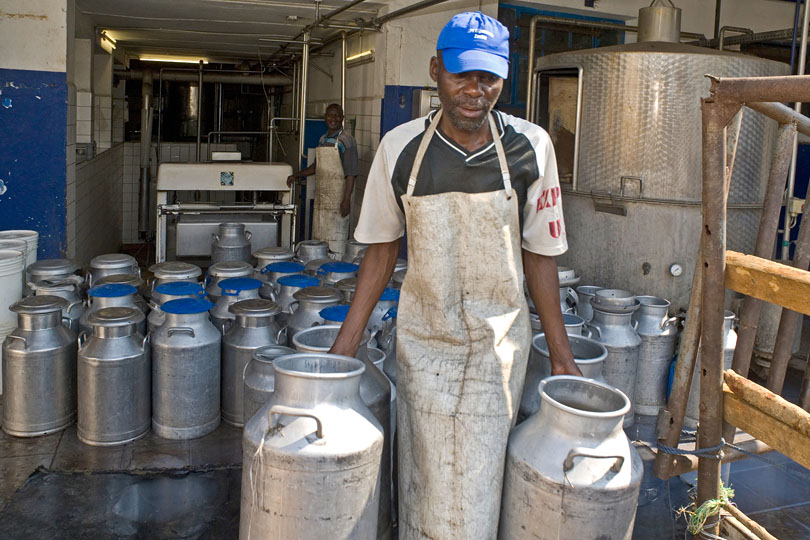 The co-operative delivers the milk&lt;p&gt; to a commercial dairy for processing