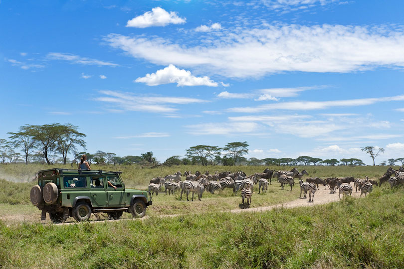 Luxury safari travelers watching Zebra migration, Serengeti, Tanzania