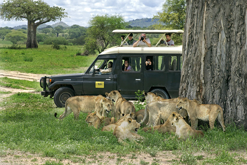 A&K clients watching a pride of lions, Tarangire National Park, Tanzania