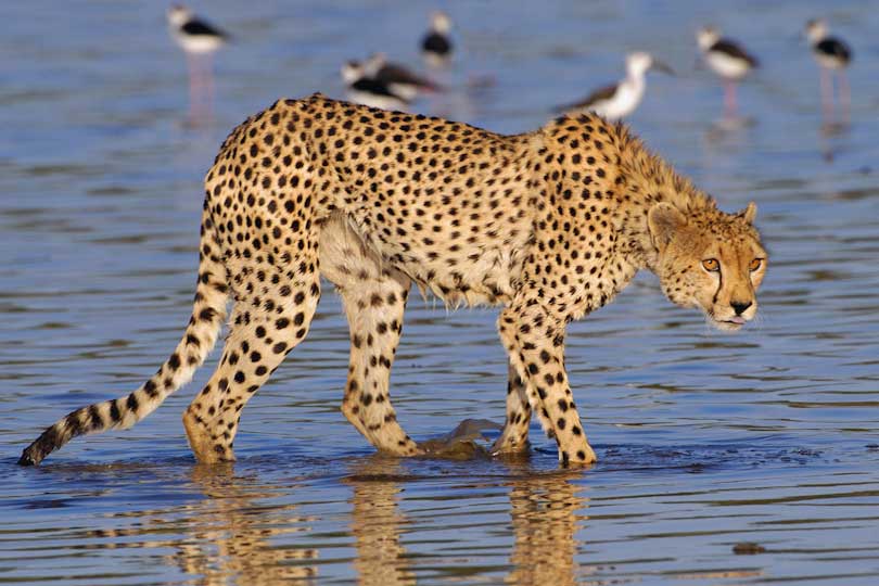 Cheetah crossing Lake Ndutu, Ngorongoro Conservation Area, Tanzania