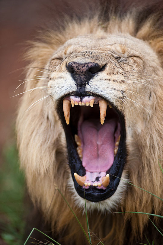 Male lion yawning, Hhlane Royal National Park, Swaziland