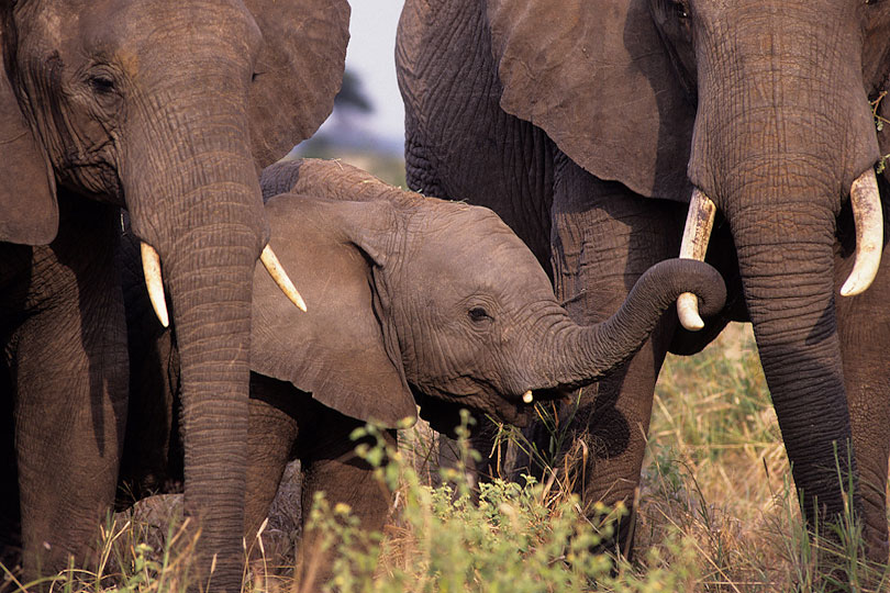 Elephant calf finding comfort among family group members, &lt;p&gt;Tarangire National Park, Tanzania
